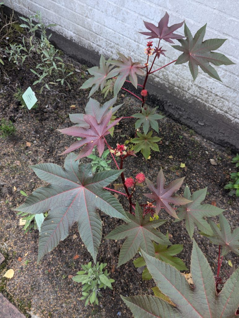 Ricinus-Pflanze