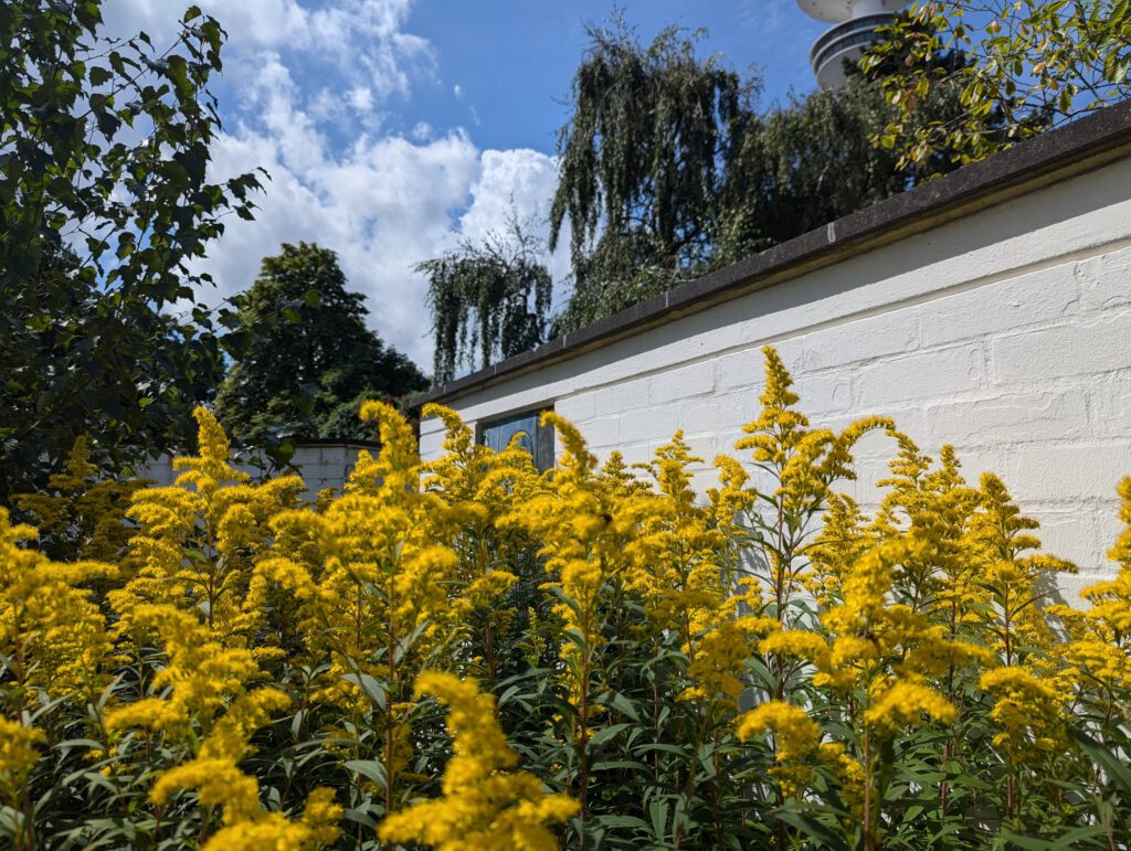 Sonnenschein im Apothekergarten